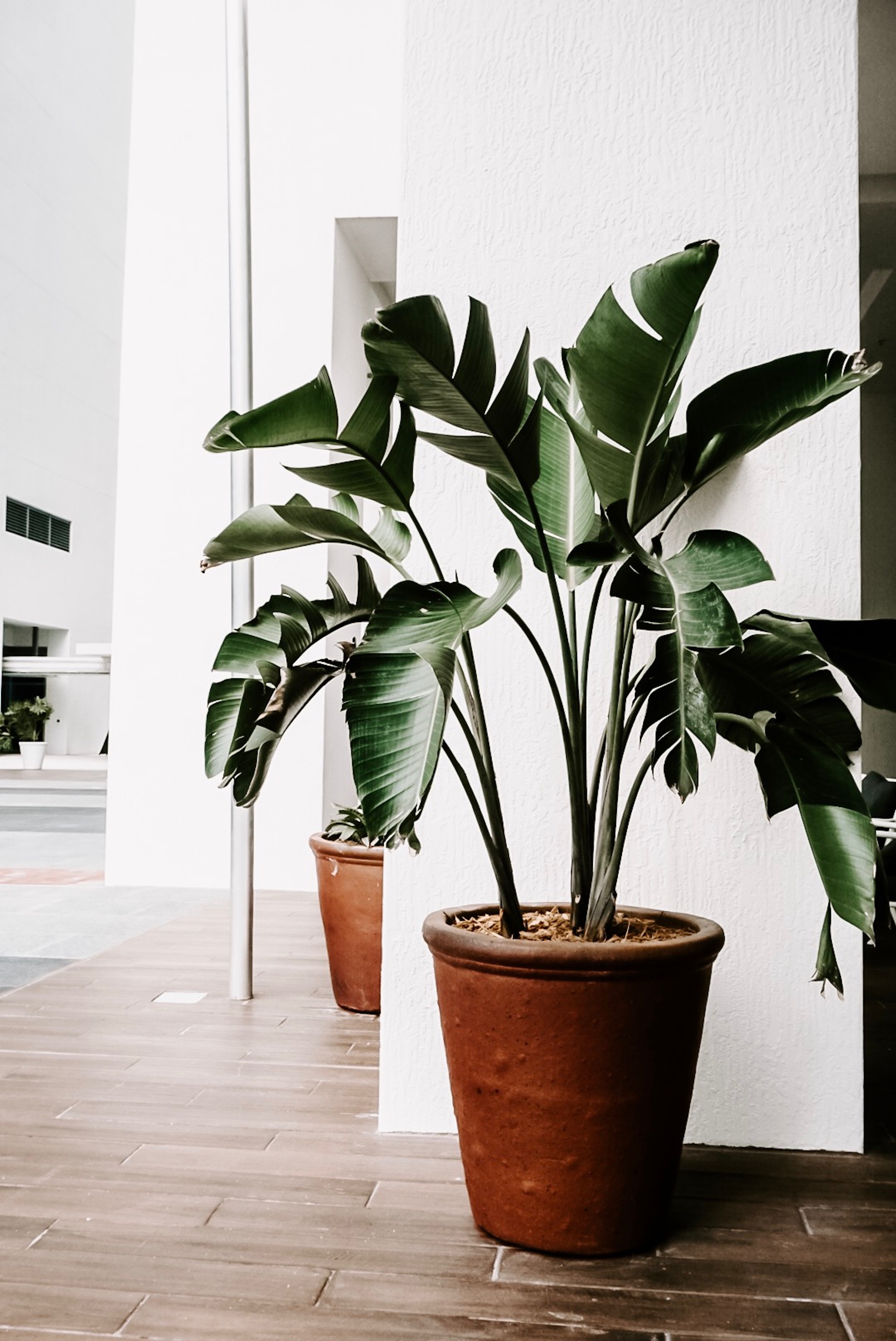 Bring Your Garden Inside! Top Products for Indoor Plant Care