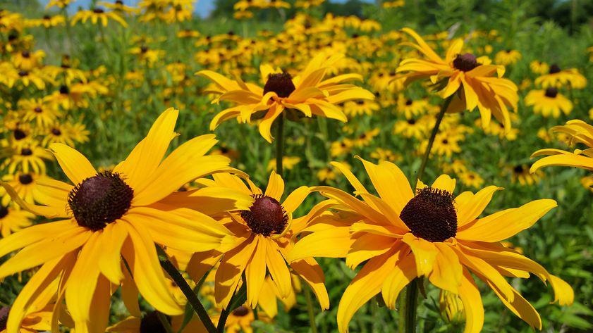 What is mental clarity?